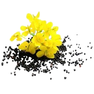 Sunflower Oil